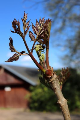 Aralia chinensis - arálie čínská - list jaro 1
